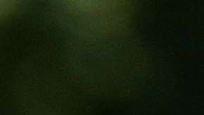 Las picaduras de las garrapatas de patas negras pueden transmitir la enfermedad de Lyme.