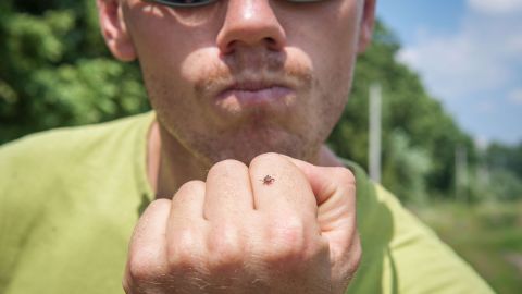 Las picaduras de las garrapatas de patas negras pueden transmitir la enfermedad de Lyme.