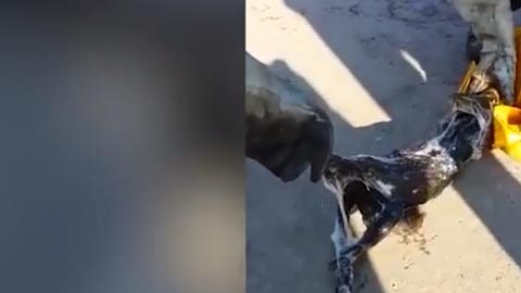 El equipo desconoce dónde el reptil atrapó a su presa.