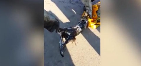 El equipo desconoce dónde el reptil atrapó a su presa.