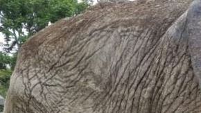 Ruperta murió en junio de 2018