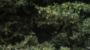 La F Series de Ford se mantiene como la más vendida de los Estados Unidos.