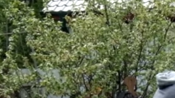 Este oso está totalmente domesticado