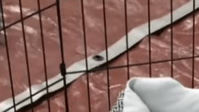 Este perro experimenta lo que es una cama por primera vez.