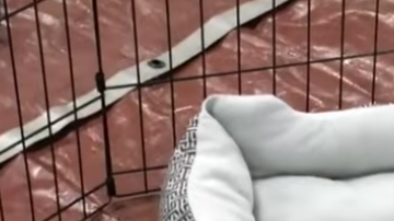 Este perro experimenta lo que es una cama por primera vez.