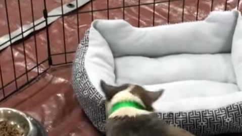 Este perro experimenta lo que es una cama por primera vez.