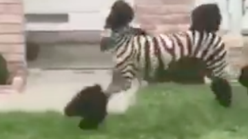 Un look copiando el estilismo de una cebra así de original