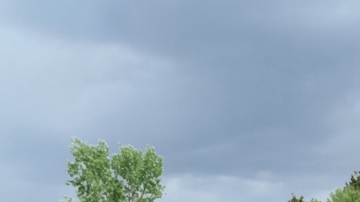 El protagonista de esta historia es un perro con muchas más virtudes que defectos.