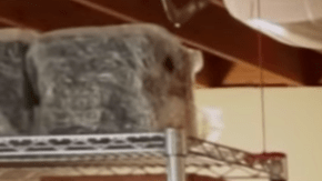 Moby vende su colección de discos por una causa en defensa de los animales.