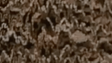 Los reptiles son capaces de sobrevivir días bajo duras condiciones y sin comida.