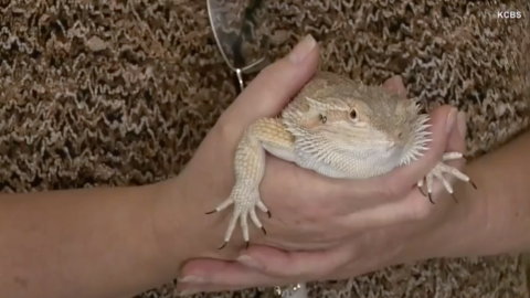 Los reptiles son capaces de sobrevivir días bajo duras condiciones y sin comida.
