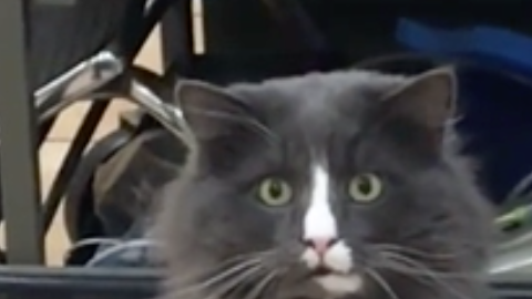 Gatito reacciona así ante la imagen de una serpiente libre en la casa.