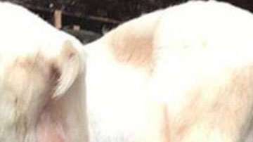 Shakira en Amsterdam.