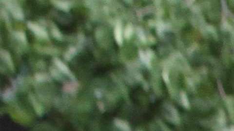 La mayoría de los residentes de el condado de El Bronx son de origen latino.