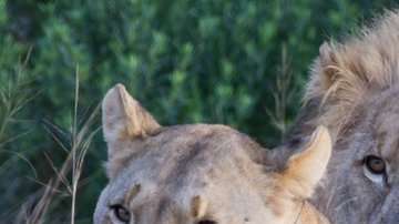 Los dueños de la reserva señalaron que los cazadores se encontraron con una manada numerosa de leones.