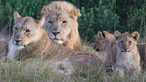 Los dueños de la reserva señalaron que los cazadores se encontraron con una manada numerosa de leones.