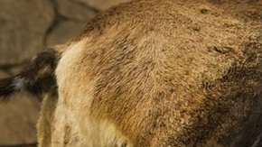 ¿Fue el Homo erectus el primer homínido que salió de África?