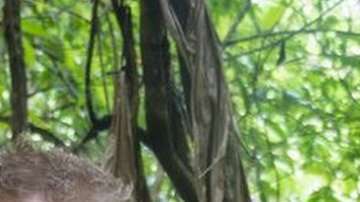 Elon Musk llamó a Vern Unsworth "pedófilo".