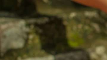 En la historia de la humanidad, los rituales siempre han estado vinculados a las plantas.