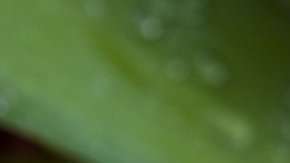 ¿Por qué huele tan bien la lluvia?