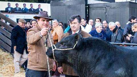 En Argentina presentaron a "Mbappé", un toro de un año y diez meses y 920 kilos de peso. (Foto: EFE/Sociedad Rural Argentina)