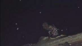 Dentro del barco habrían grandes cantidades de monedas de oro.