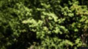 La Raptor, ¿el mejor vehículo del mercado?