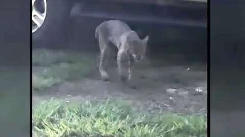 La abuela no soltó al lince hasta que logró matarlo.