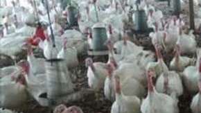Granja de pavos.