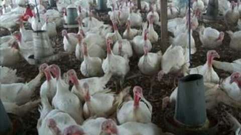 Granja de pavos.