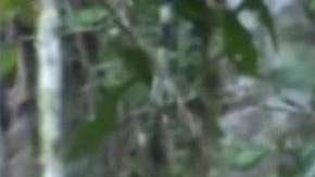 Desde 1996 se sabía de su existencia pero nunca antes había podido ser visto tan de cerca.