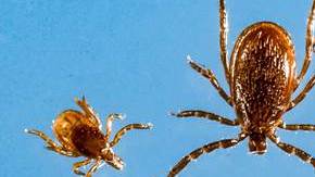 La garrapata longhorned no es originaria de EEUU y se encuentra comúnmente en Australia, Nueva Zelanda y Asia oriental.