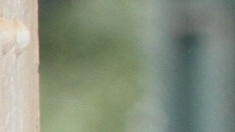 Informe del Contralor muestra que actuaciones policiales en barrios pobres por tenencia de 'cannabis' es ocho veces mayor