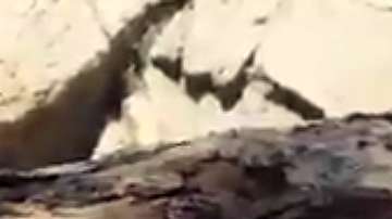 A los jaguares les gusta el agua.