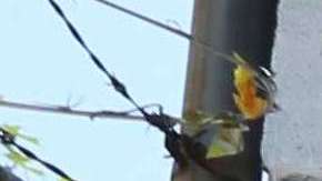 Mural “Stand With Junior”, pintado en la 3ra avenida con calle 184