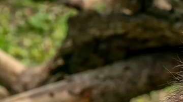 85 mapaches han sido encontrados muertos o enfermos