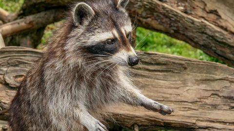 85 mapaches han sido encontrados muertos o enfermos