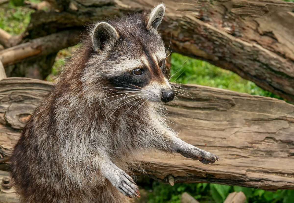 los mapaches pueden dar rabia a los perros