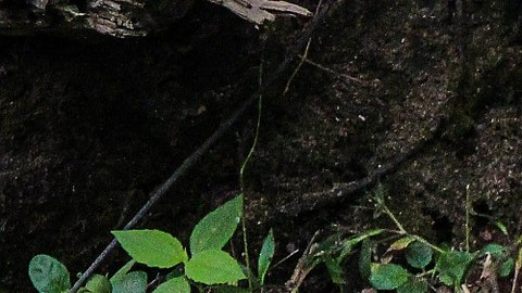 Los mapaches de Central Park están en peligro de contraer el virus 'distemper'.