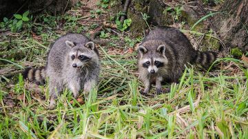 Los mapaches de Central Park están en peligro de contraer el virus 'distemper'.