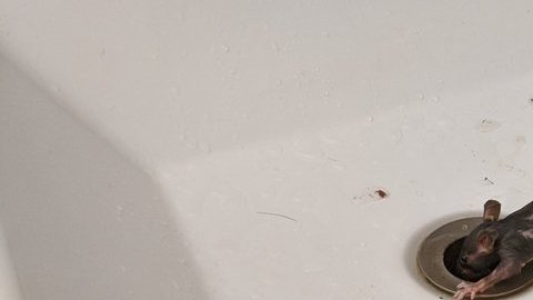 Invasión en la zona más privada de la casa