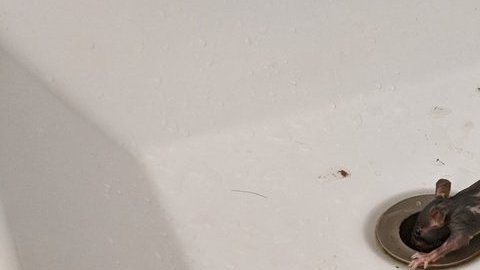 Invasión en la zona más privada de la casa