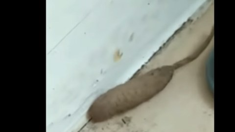 salchica-rata