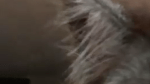 Un gato con esta cara casi humana conquista internet.