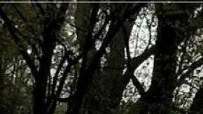 Los oficiales de policía Courtney Brown y Kristee Wilson decidieron arrestar a Webb por exceso de velocidad después de lanzar una moneda virtual para decidir.