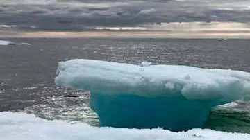 Un zorro atrapado en el Ártico.