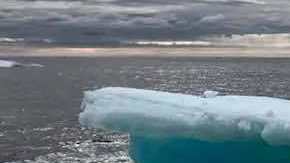 Un zorro atrapado en el Ártico.