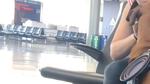 Un perro puede predecir ataques epilépticos e incluso ayudar con enfermedades mentales.