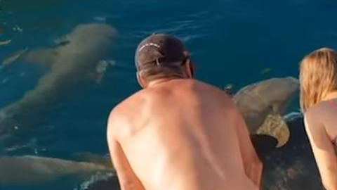 La chica alimentaba tiburones cuando ocurrió el accidente.