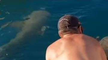 La chica alimentaba tiburones cuando ocurrió el accidente.